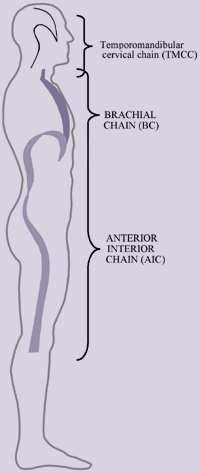 PRI muscle chains. The image shows the sagittal view of a human body, showing the temporomandibular cervical chain (TMCC) from top of head to mid-neck, the brachial chain (BC) from throat to mid chest and the anterior interior chain (AIC) from mid chest to below the knees 