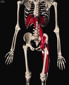 Treating Body Asymmetry with Postural Restoration - SIMIO Physical Therapy