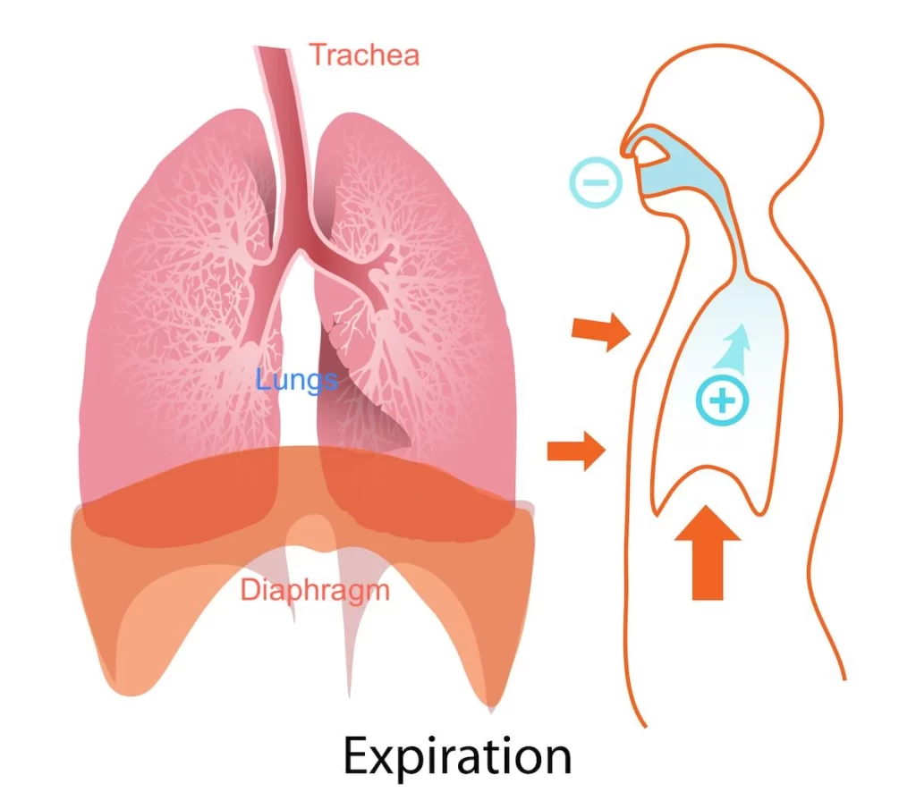 This image illustrates the process of expiration in the human respiratory system. It shows air exiting through the nose/mouth, creating higher pressure in the chest cavity. The diaphragm moves upward, compressing the lungs. The trachea, lungs, and diaphragm are labeled.