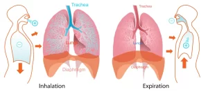 mechanics of breathing - how to do belly breathing correctly