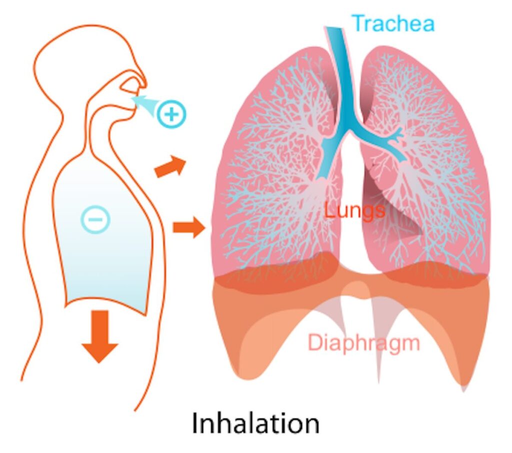 This image illustrates the inhalation mechanics of breathing in the human respiratory system. On the left side, there is a diagram of a human torso with arrows indicating the movement of air into the body. A blue circle with a plus sign represents the inhaled air entering through the nose or mouth. Inside the torso, a blue circle with a minus sign signifies the lower pressure created in the chest cavity during inhalation. An orange arrow points downward, indicating the movement of the diaphragm. On the right side, there is an anatomical diagram showing the trachea, lungs, and diaphragm. The trachea is labeled in blue, while the lungs and diaphragm are labeled in orange. The image emphasizes the mechanics of breathing, particularly the role of the diaphragm in creating negative pressure to draw air into the lungs.